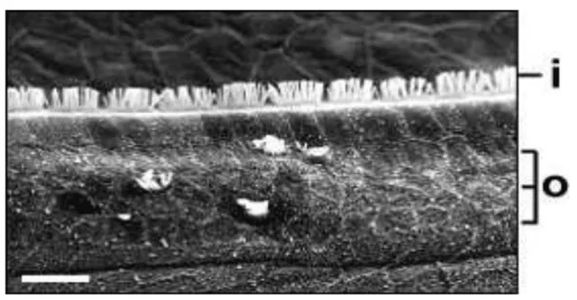 Diagram of hearing hair cell regeneration