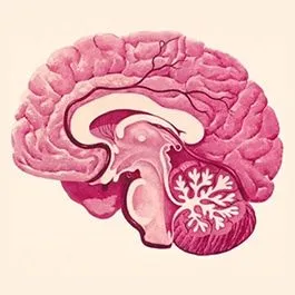 Illustration of the human brain and cognition